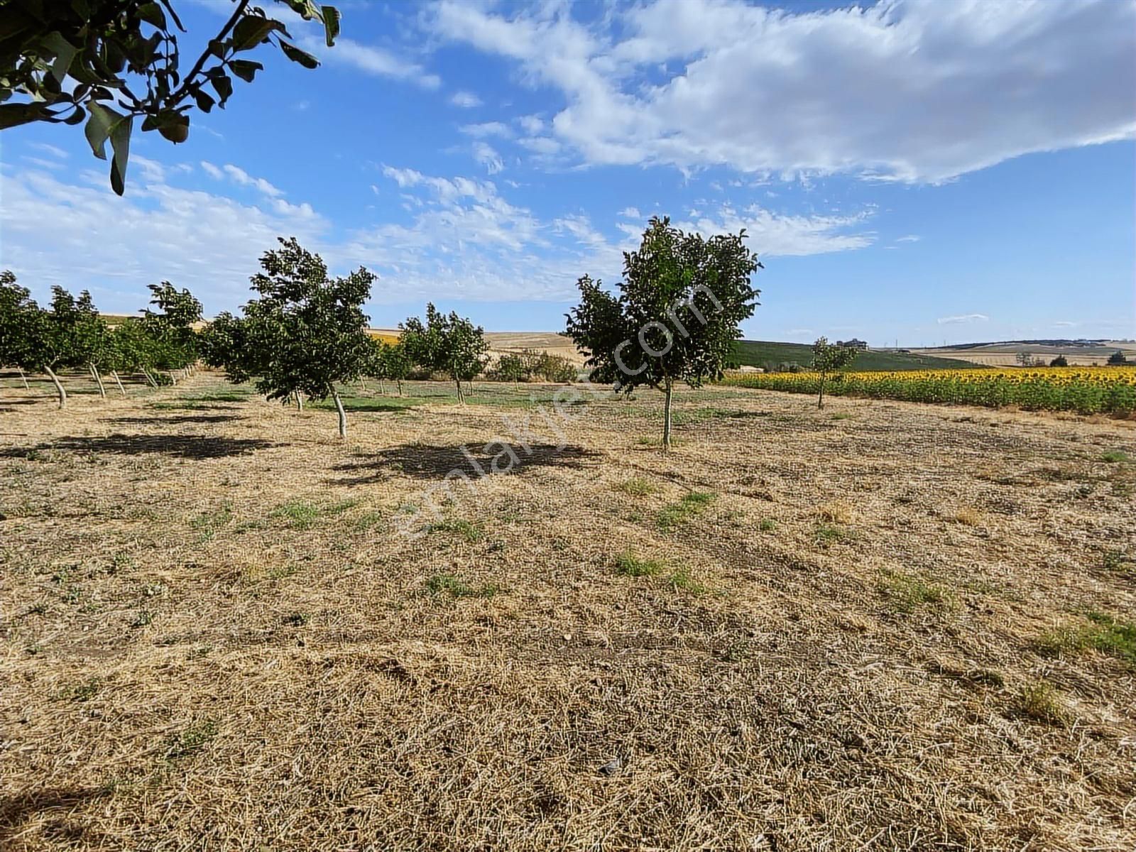 Bungulov Arsası Fiyatıyla Cazip Denize 10 Dakika Mesafede - Görsel 5