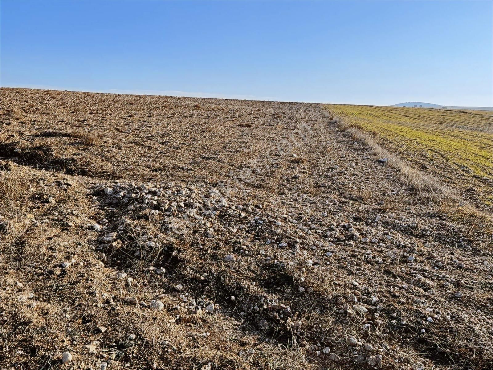 Başkan Emlaktan Satılık Seyitgazi İkiçeşme 54.550 M2 Tarla . - Görsel 13