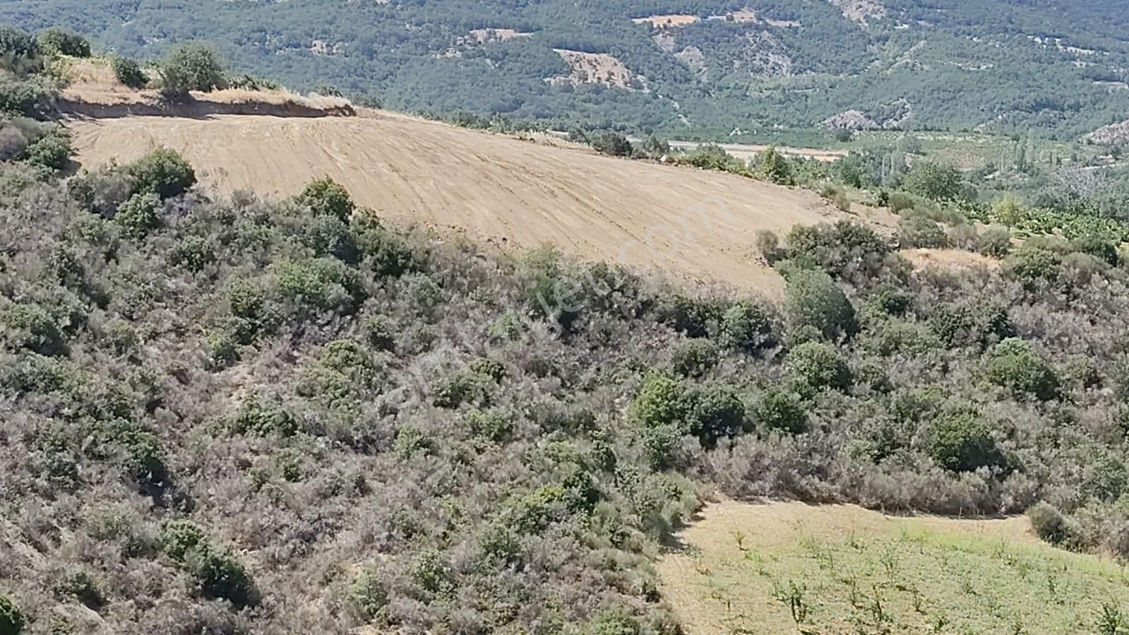 Şarköy-mursallı'da Satılık 3 Dönüm Üzüm Bağı+kirazlık - Görsel 6