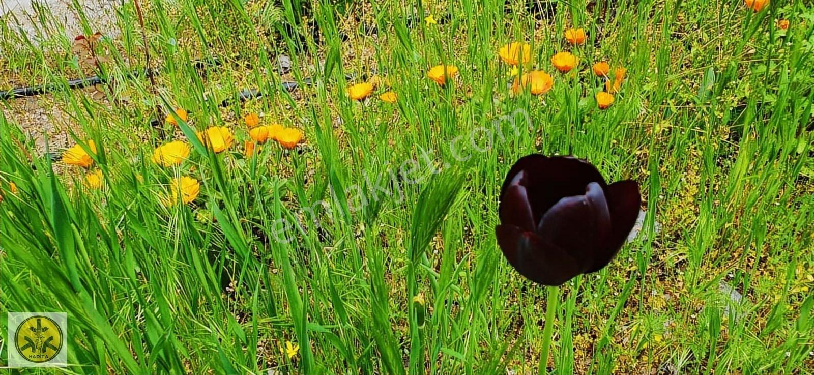 Kılan Yaylasında Trıpleks Villa - Görsel 20