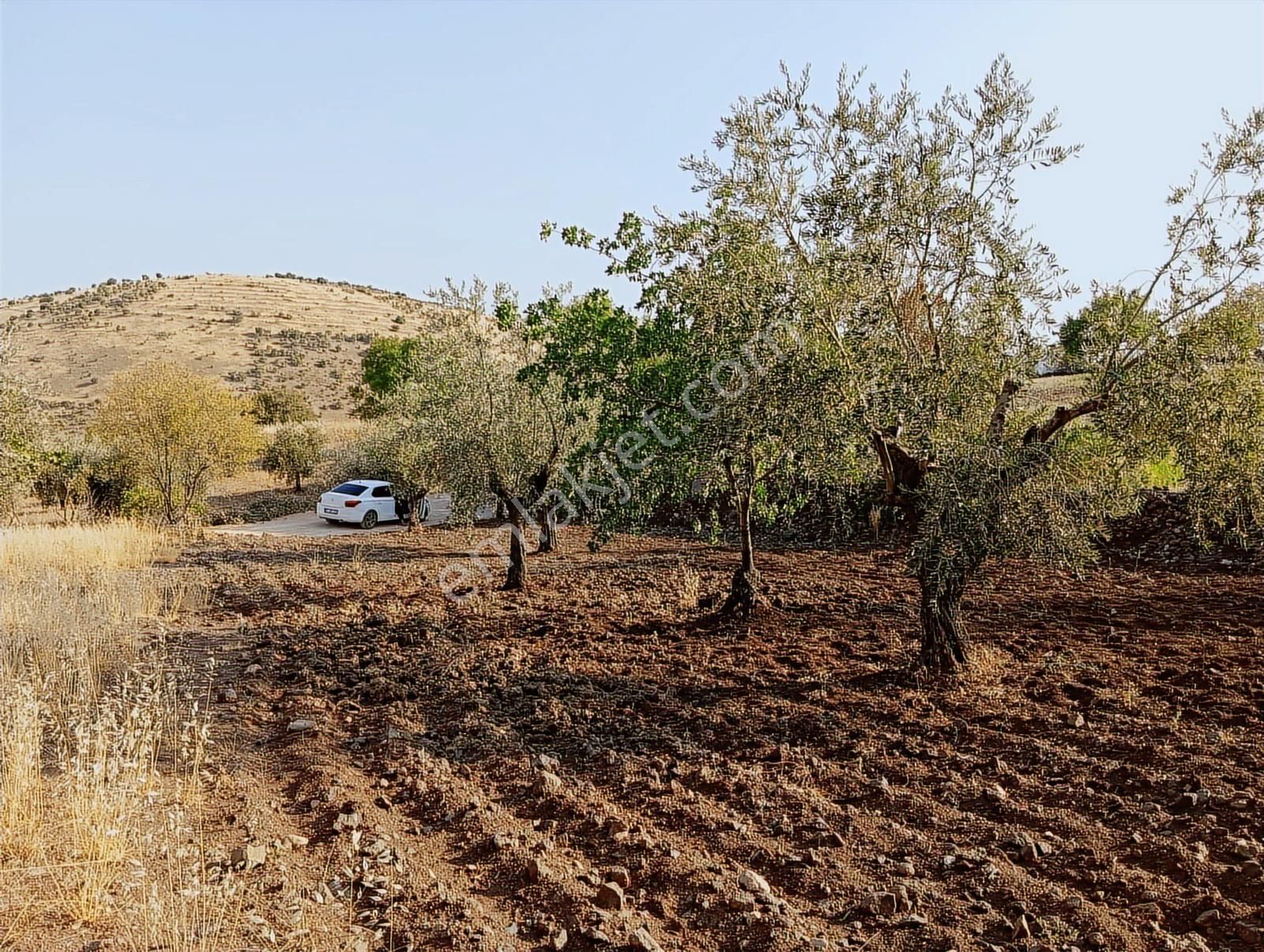 Doğanca'da Satılık 1650m² Zeytinlik Kadastro Yol Üzeri Bağ Evlik - Görsel 7