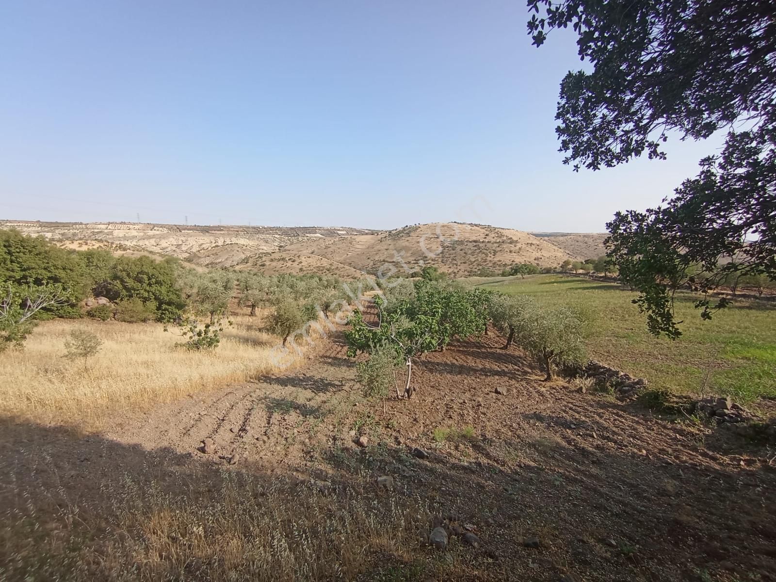 Doğanca'da Satılık 1650m² Zeytinlik Kadastro Yol Üzeri Bağ Evlik - Görsel 12