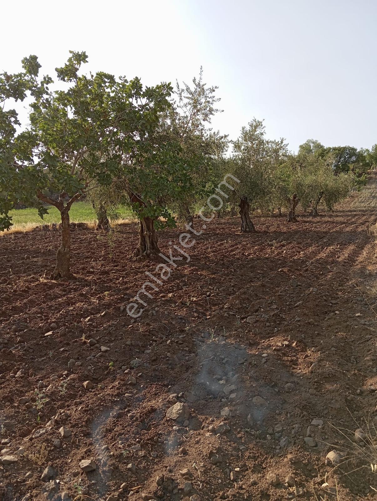 Aşina'dan Doğanca'da Satılık 1650m2 Kadastro Yol Üzeri Zeytinlik - Görsel 3