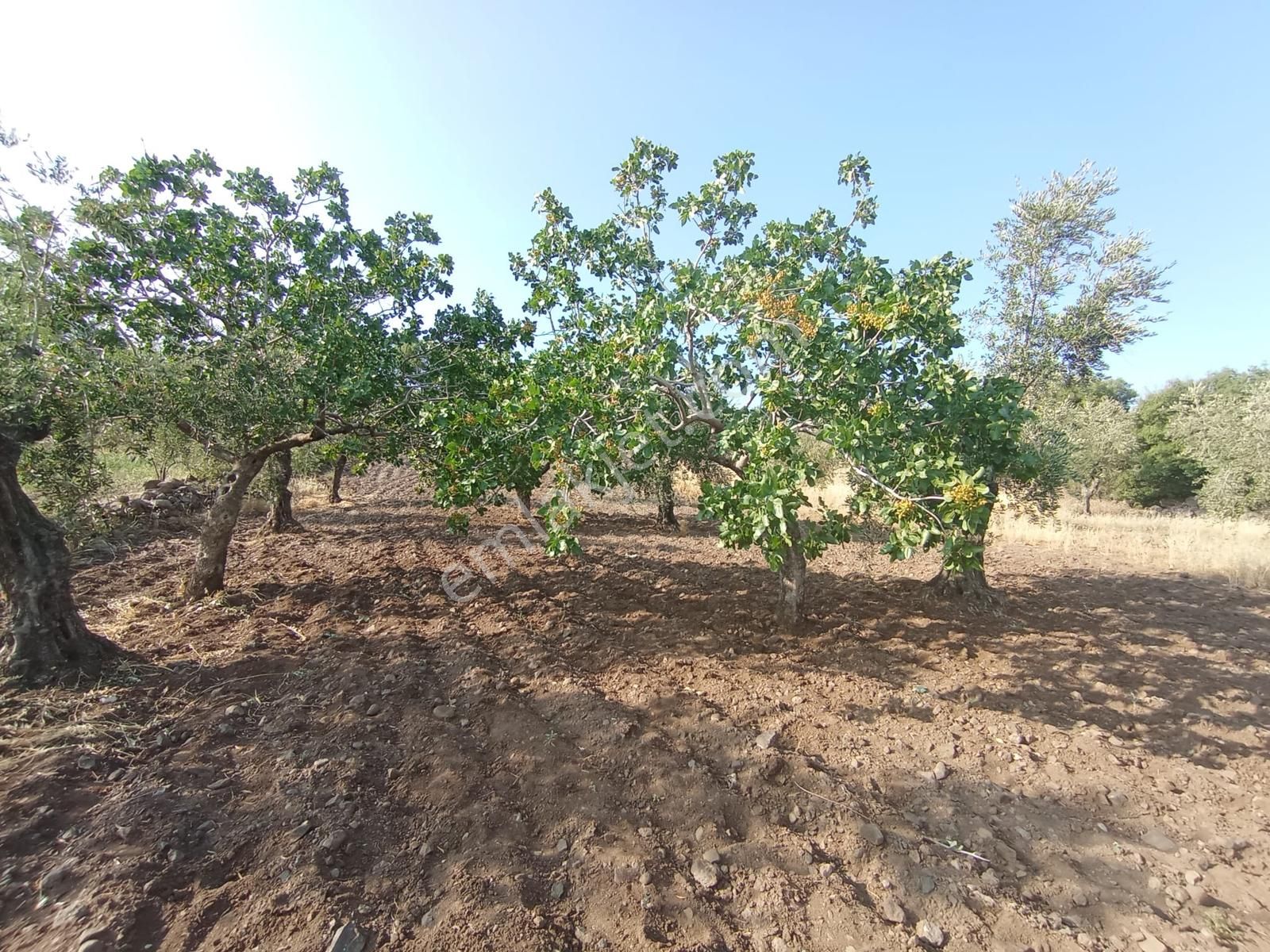 Doğanca'da Satılık 1650m² Zeytinlik Kadastro Yol Üzeri Bağ Evlik