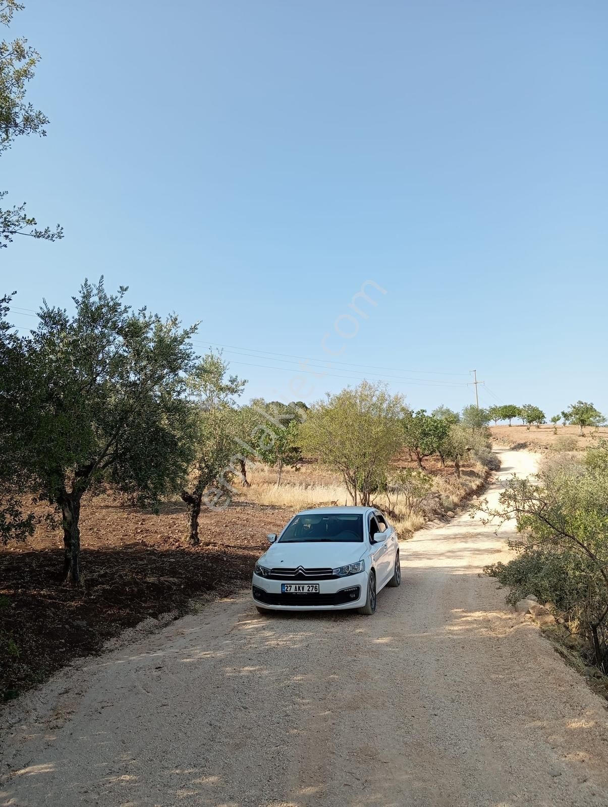 Doğanca'da Satılık 1650m² Zeytinlik Kadastro Yol Üzeri Bağ Evlik - Görsel 6