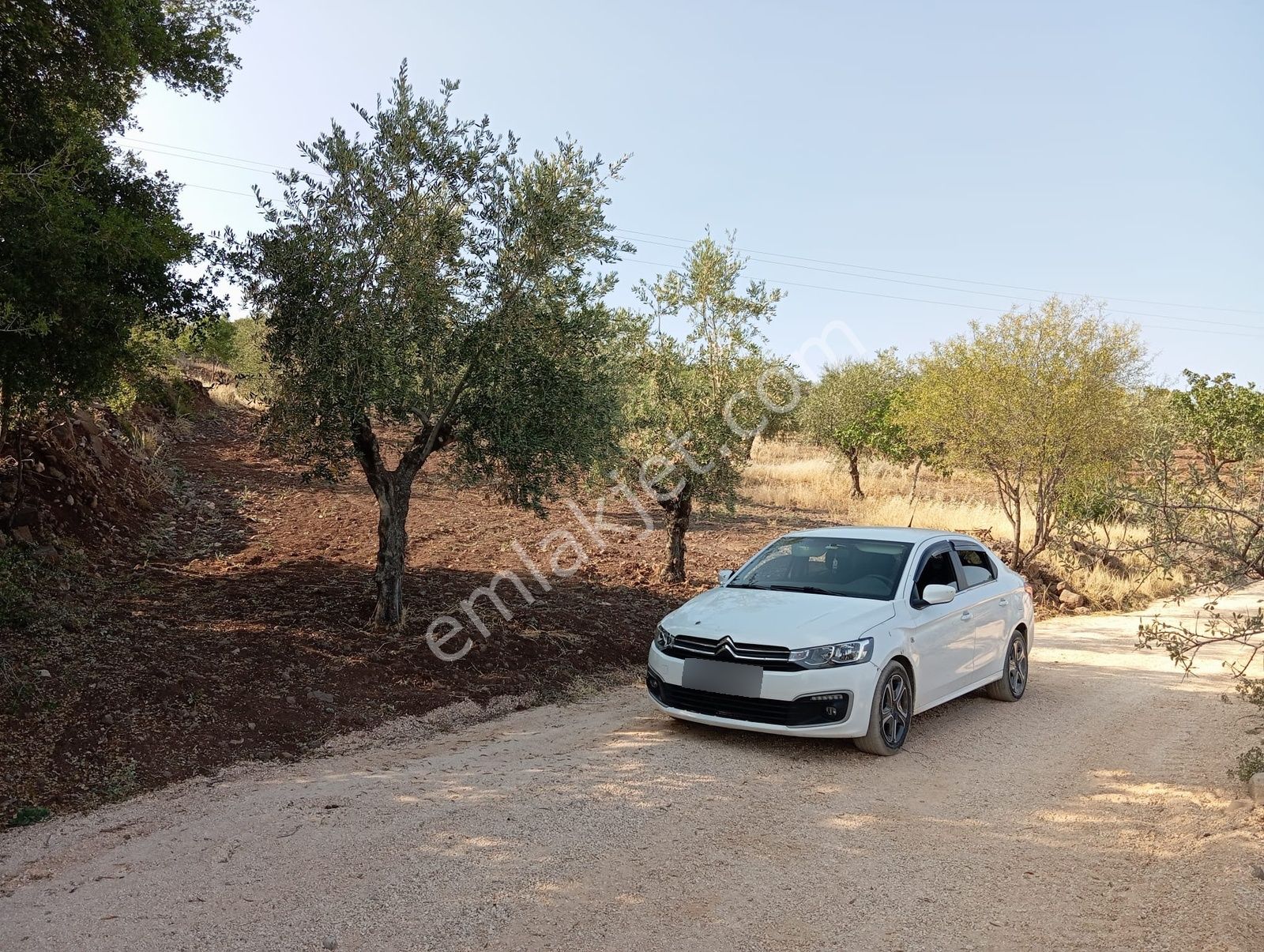 Doğanca'da Satılık 1650m² Zeytinlik Kadastro Yol Üzeri Bağ Evlik - Görsel 11