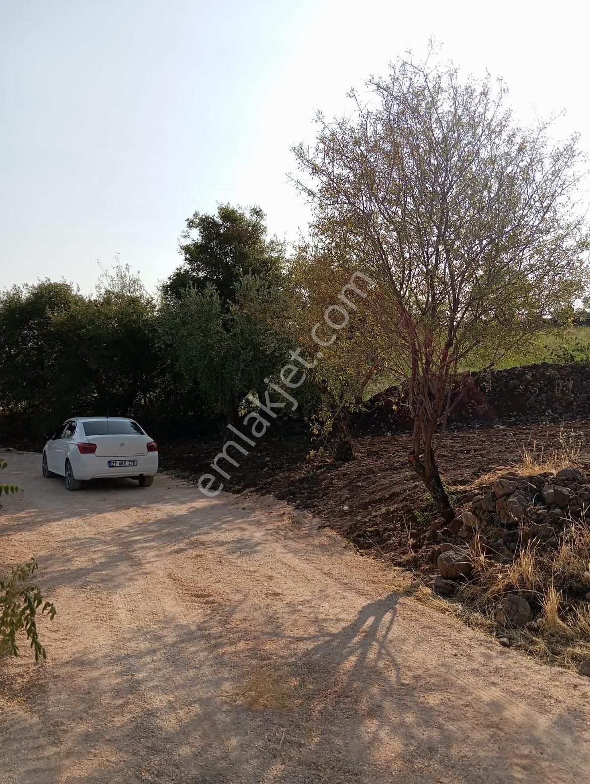 Doğanca'da Satılık 1650m² Zeytinlik Kadastro Yol Üzeri Bağ Evlik - Görsel 9