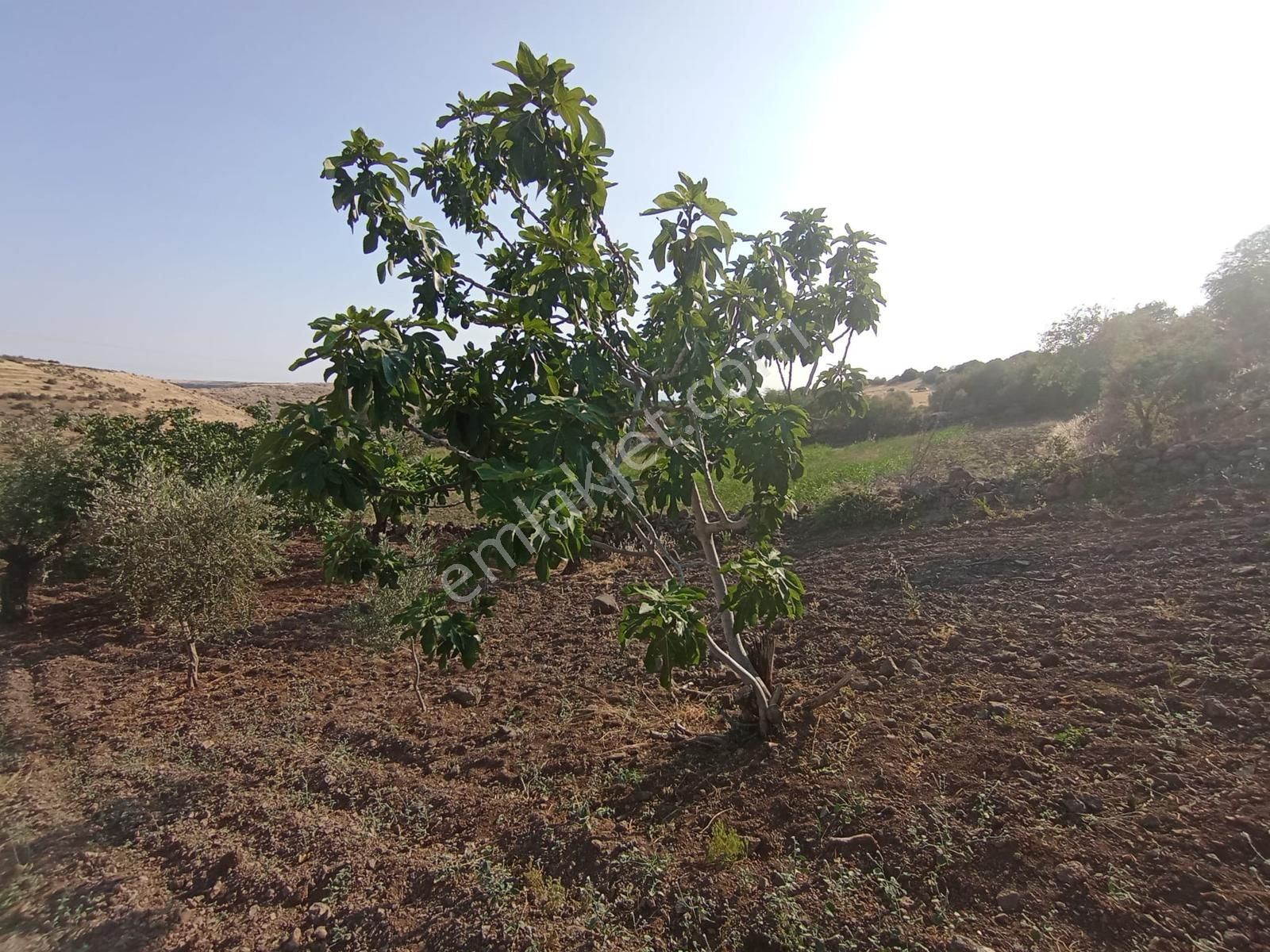 Doğanca'da Satılık 1650m² Zeytinlik Kadastro Yol Üzeri Bağ Evlik - Görsel 4
