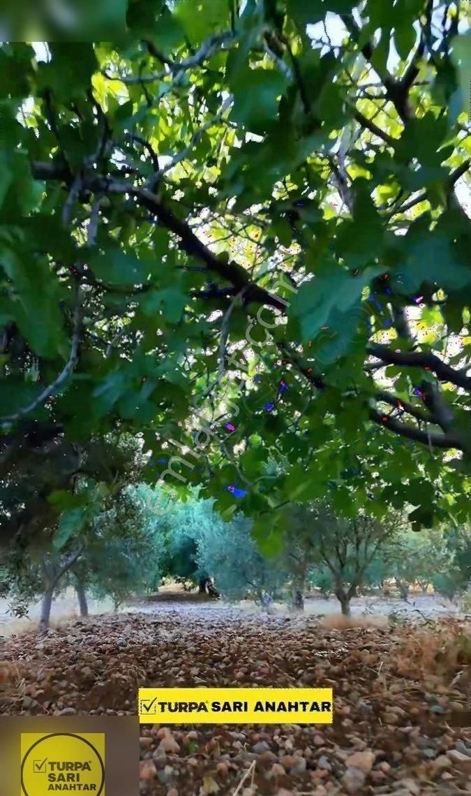 Manisa Sancaklı Bozköy'de Asfalt Yol Cep. Satılık Tek Tapu Arazi - Görsel 2