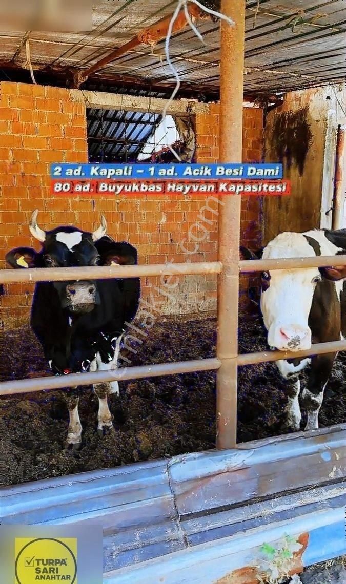 Turpa'dan Sanayi İmarına Sınır 6 Dönüm Çiftlik Ve Arazi - Görsel 19