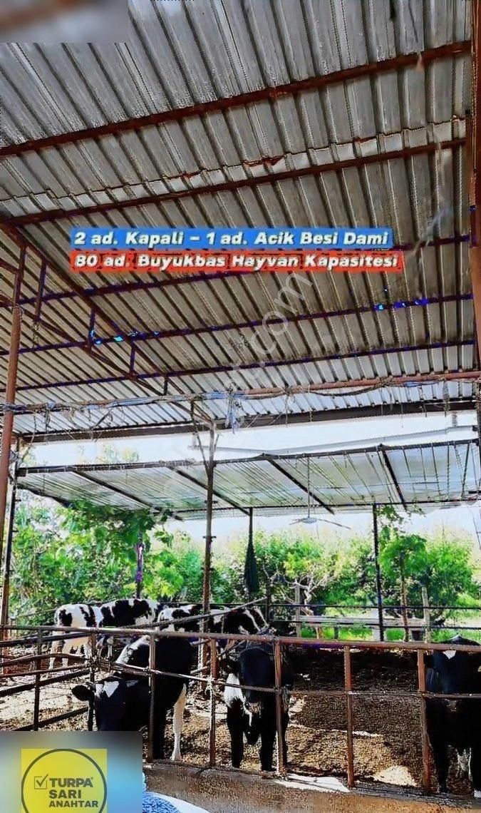 Turpa'dan Sanayi İmarına Sınır 6 Dönüm Çiftlik Ve Arazi - Görsel 11