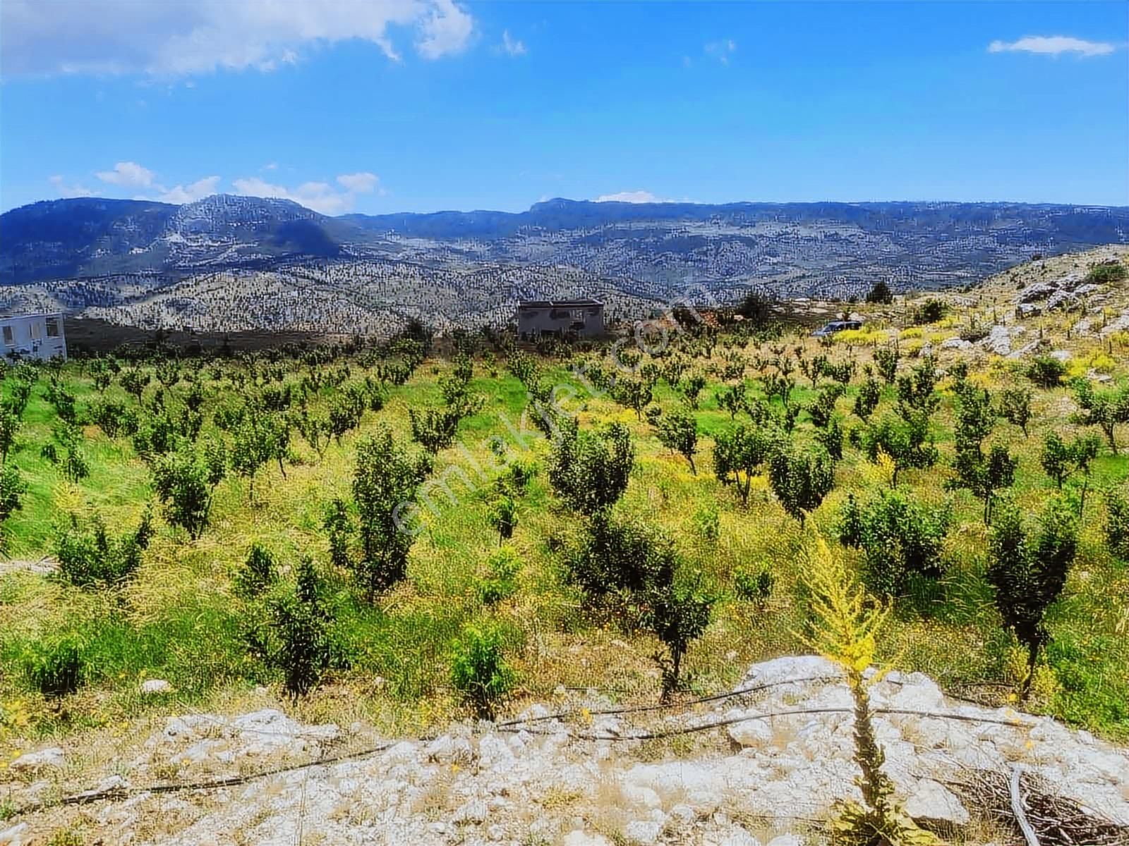 Ceo Group Konut Ve Turizm Projelerine Uygun 9829m² Bahçe Ve 2 Ev - Görsel 5