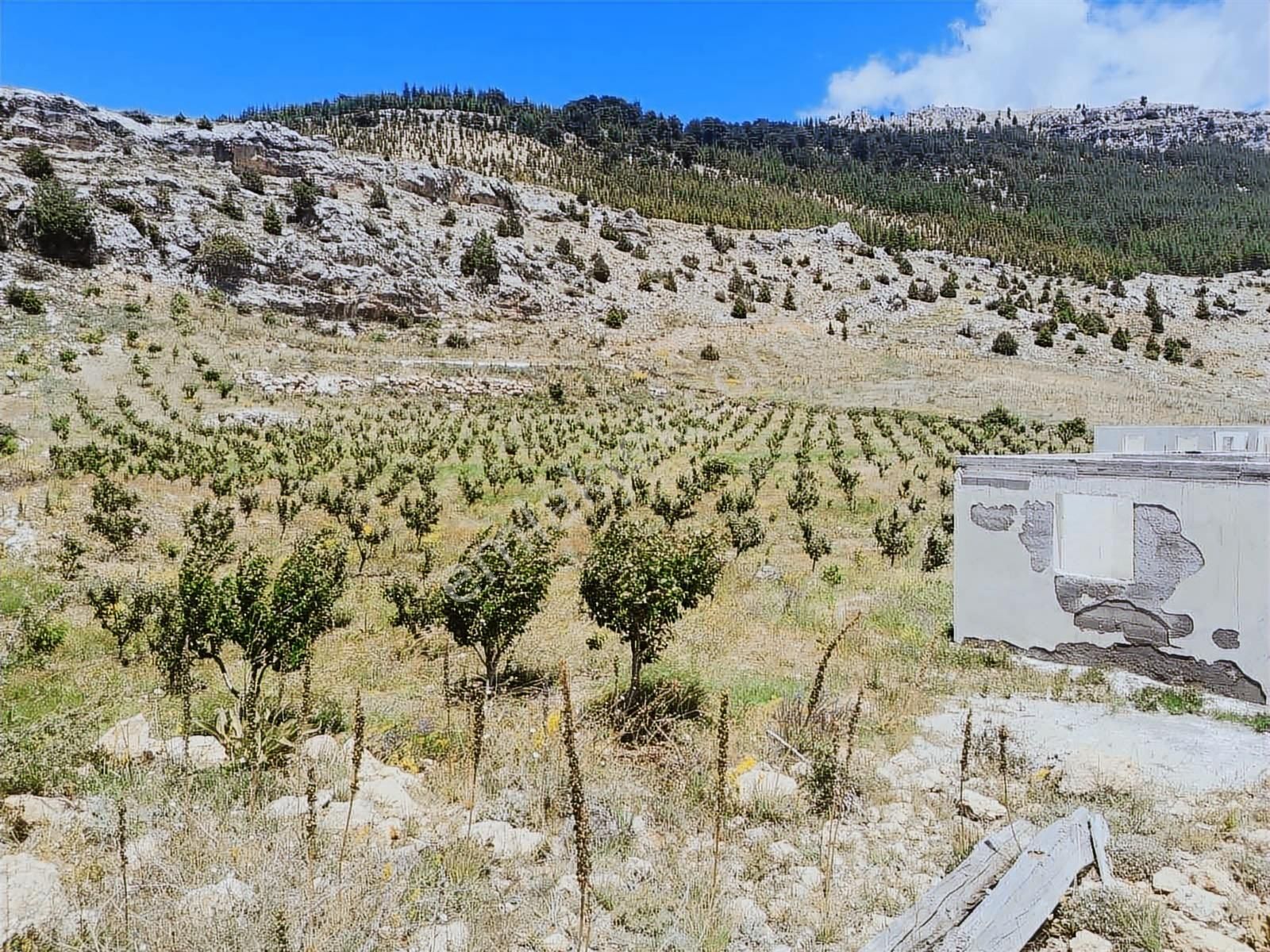 Ceo Group Konut Ve Turizm Projelerine Uygun 9829m² Bahçe Ve 2 Ev - Görsel 15