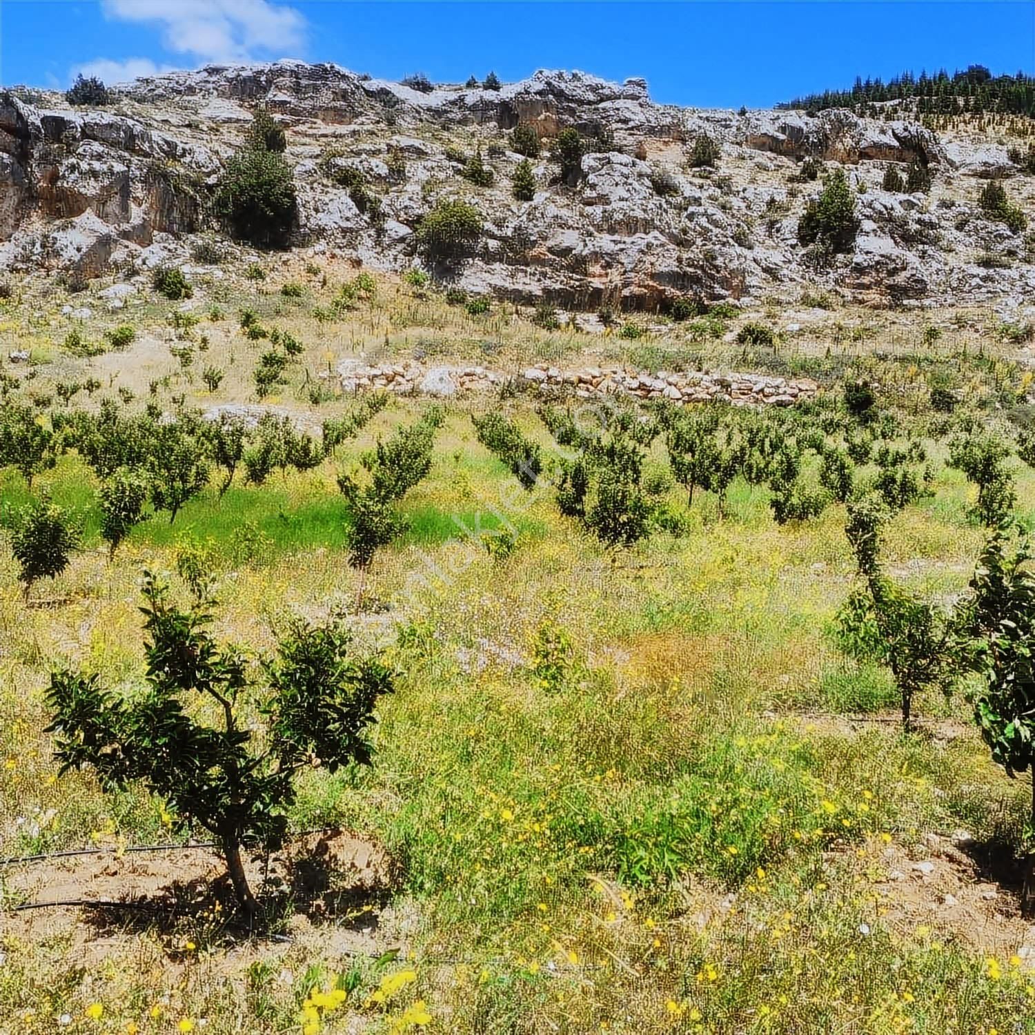Ceo Group Konut Ve Turizm Projelerine Uygun 9829m² Bahçe Ve 2 Ev - Görsel 16
