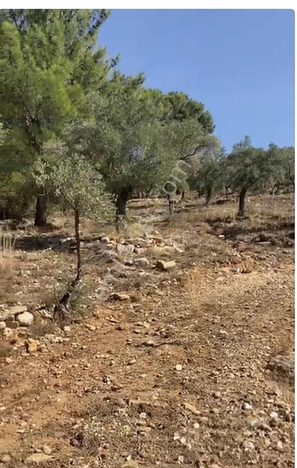 Milas Kırcağız Mah. Satılık 1.218 M2 Zeytinlik - Görsel 6