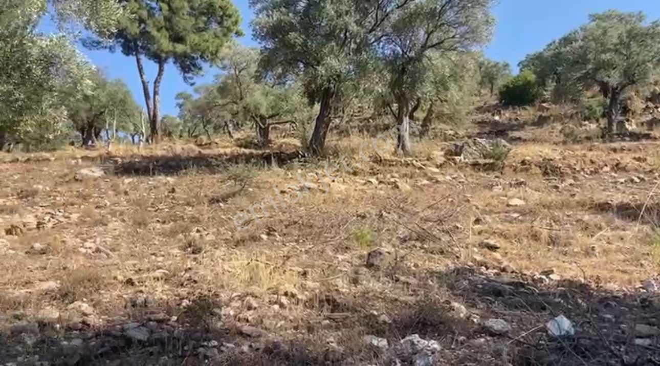 Milas Kırcağız Mah. Satılık 1.218 M2 Zeytinlik - Görsel 3