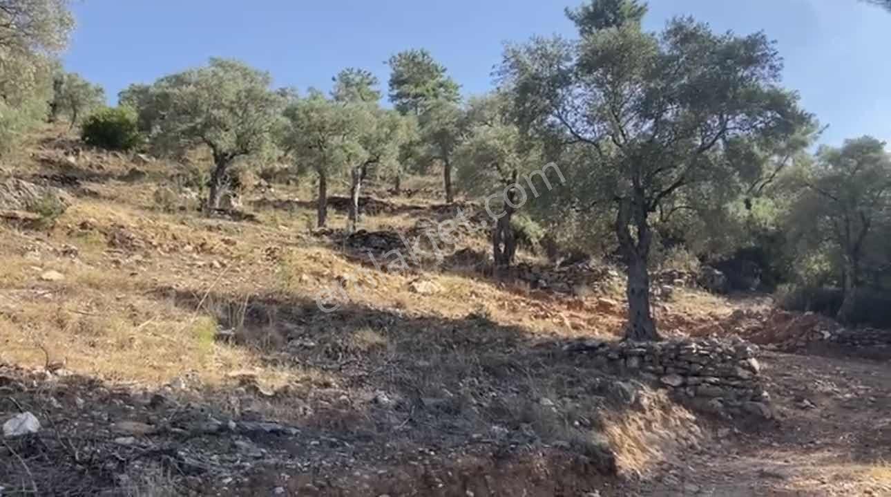 Milas Kırcağız Mah. Satılık 1.218 M2 Zeytinlik