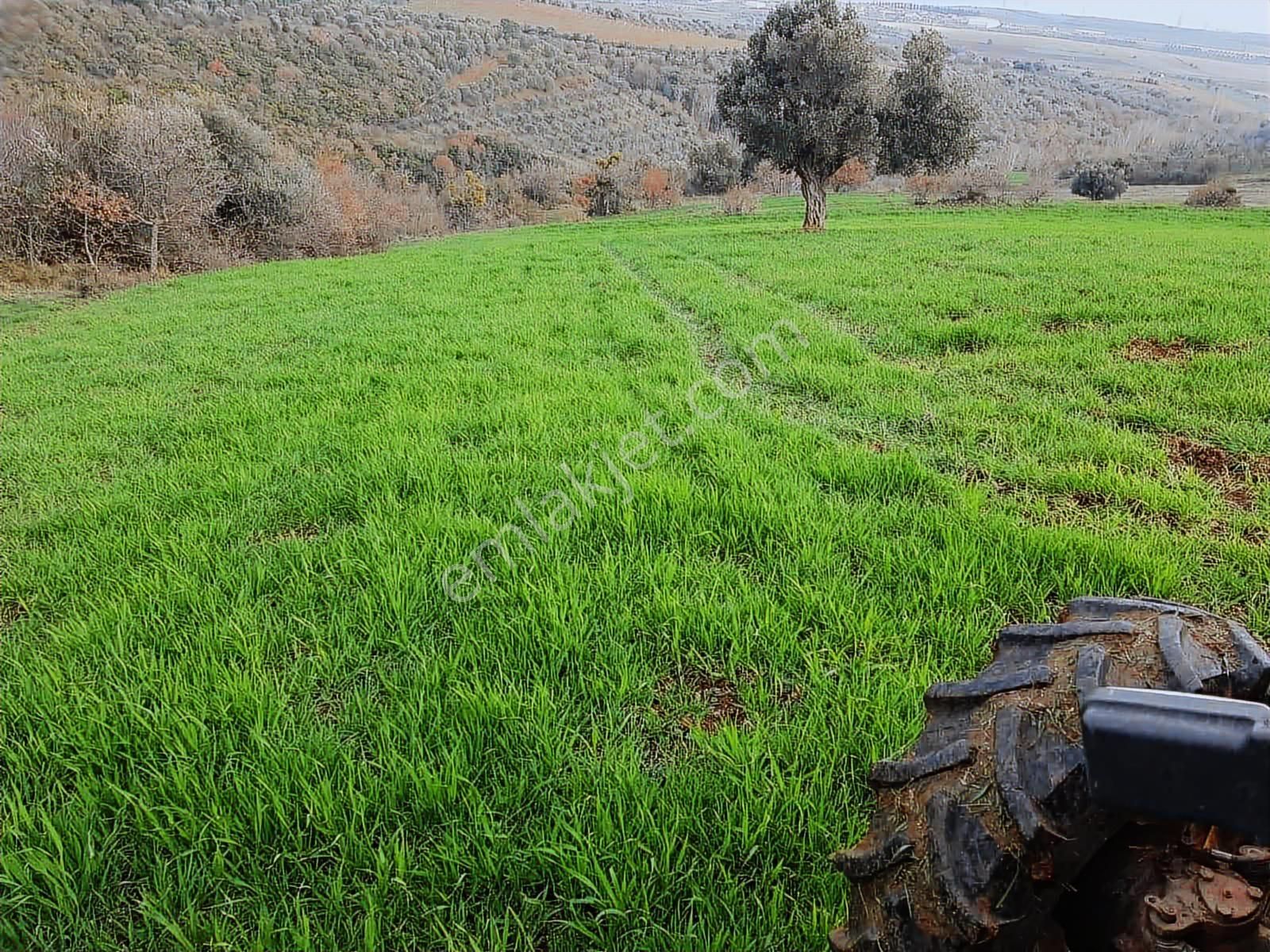 Biensten Karacabey İmara Yakın Fırsat Tarla - Görsel 7