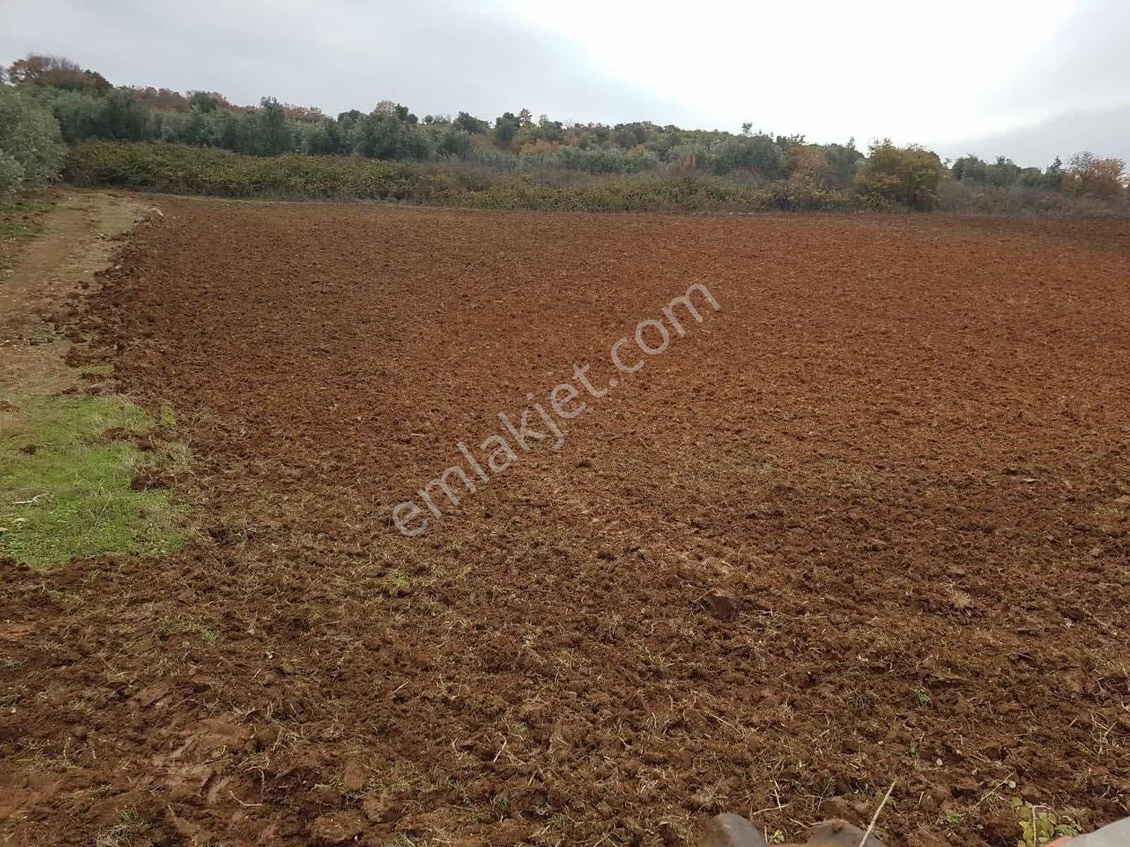 Biensten Karacabey İmara Yakın Fırsat Tarla - Görsel 6