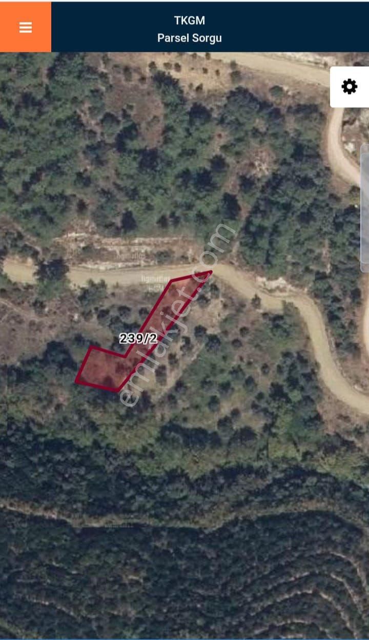 Acill Satılık Zeytinlik - Görsel 3