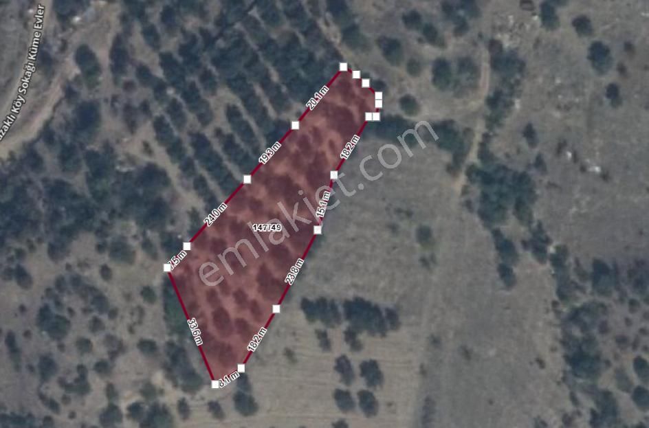 Bilecik Söğüt Tuzaklıda Değeri Artan Yatırımlık Zeytinlik - Görsel 2