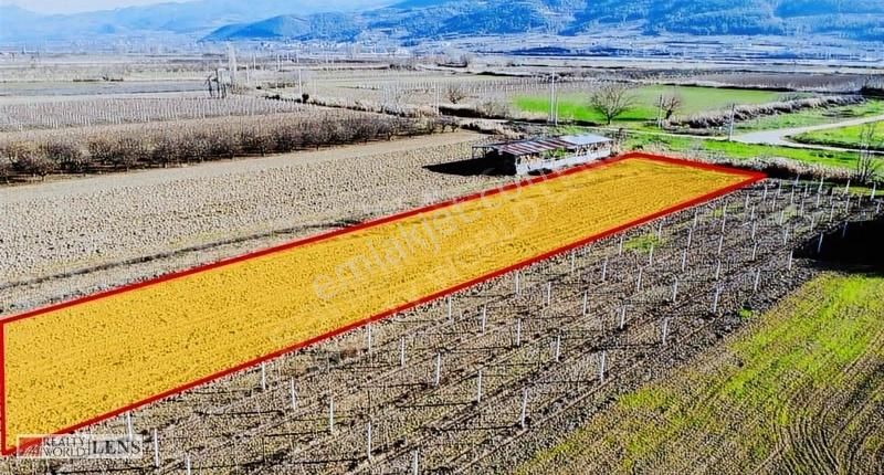 Pamukova Cihadiye'de 4000 M² Ceviz Ağaçlı Tarla ! Yatırıma Uygun - Görsel 6