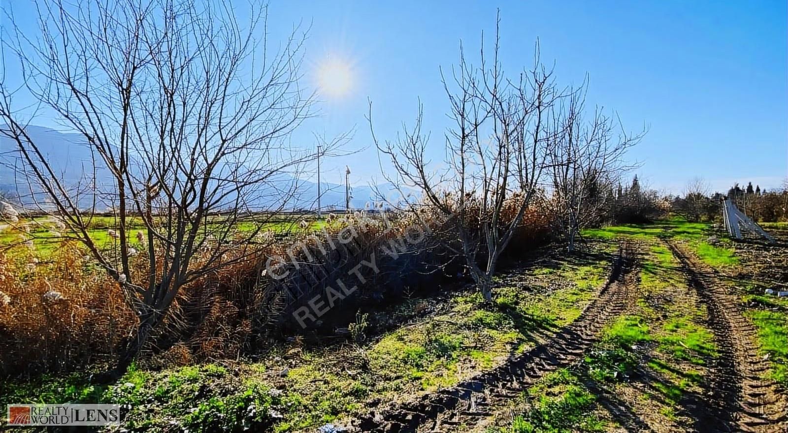 Pamukova Cihadiye'de 4000 M² Ceviz Ağaçlı Tarla ! Yatırıma Uygun - Görsel 5
