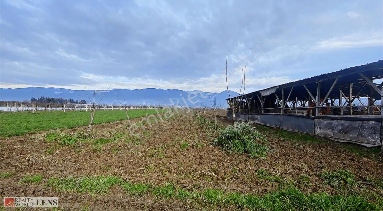Pamukova Cihadiye'de 4000 M² Ceviz Ağaçlı Tarla ! Yatırıma Uygun - Görsel 22
