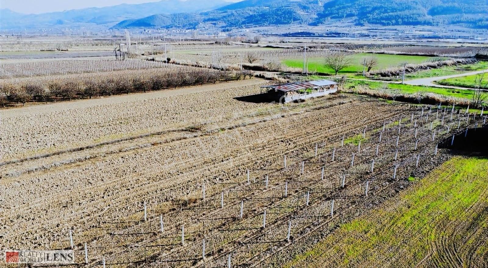 Pamukova Cihadiye'de 4000 M² Ceviz Ağaçlı Tarla ! Yatırıma Uygun - Görsel 13