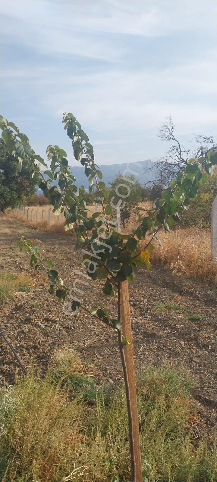 Burdur Salda Gölü 3,5 Dönüm Tek Tapu Satılık Bağ - Görsel 17