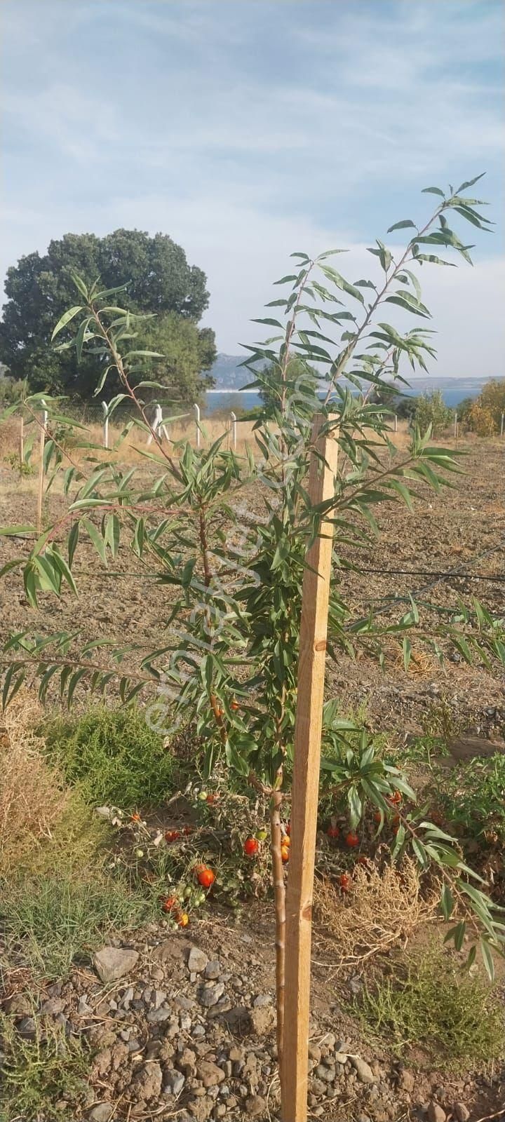 Burdur Salda Gölü 3,5 Dönüm Tek Tapu Satılık Bağ - Görsel 20