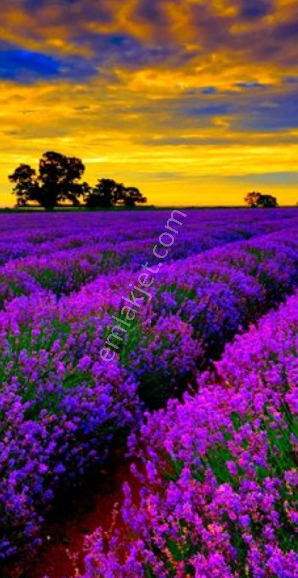 Burdur Salda Gölü 3,5 Dönüm Tek Tapu Satılık Bağ - Görsel 11