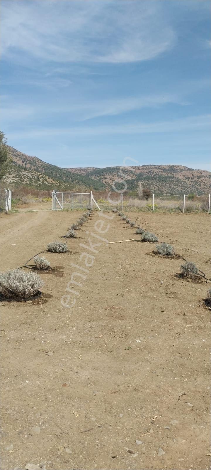 Burdur Salda Gölü 3,5 Dönüm Tek Tapu Satılık Bağ - Görsel 16
