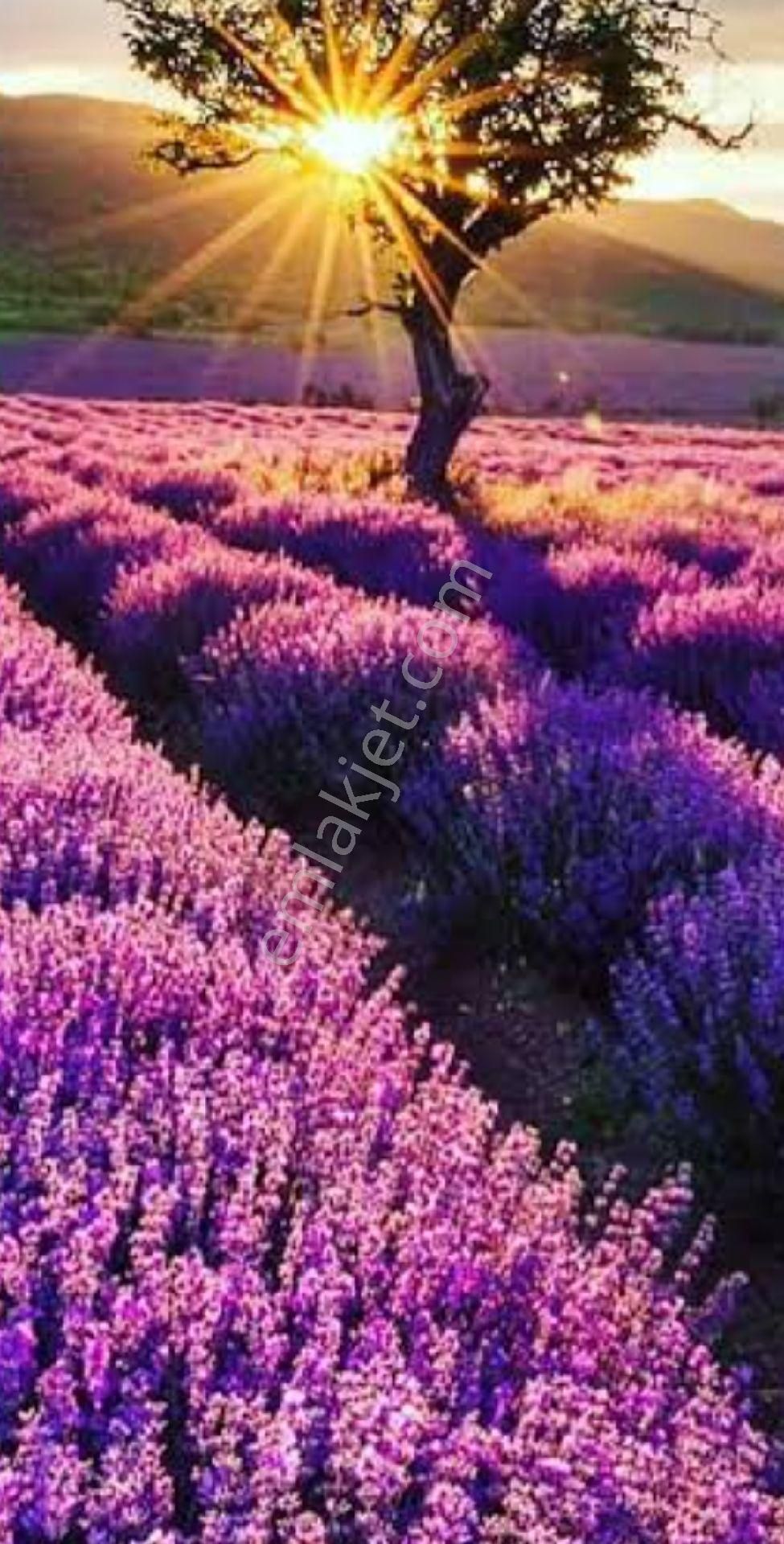 Burdur Salda Gölü 3,5 Dönüm Tek Tapu Satılık Bağ - Görsel 10