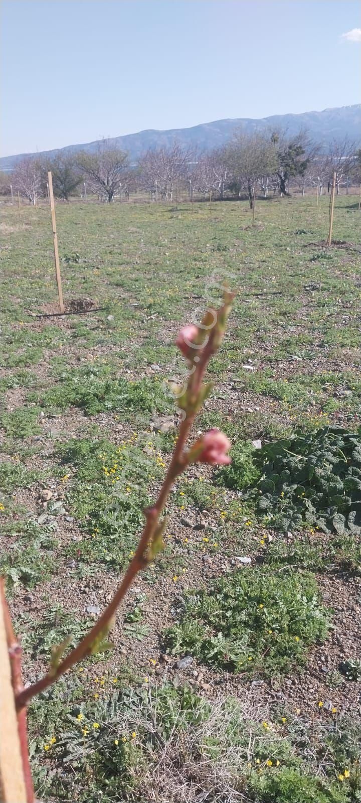Burdur Salda Gölü 3,5 Dönüm Tek Tapu Satılık Bağ - Görsel 22