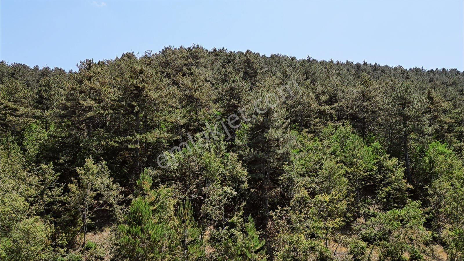 Çözüm Emlak | Bozüyük | Kızılcapınar Köyü | 9.268 M² Tarla - Görsel 24