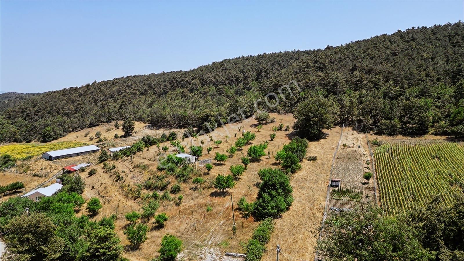 Çözüm Emlak | Bozüyük | Kızılcapınar Köyü | 9.268 M² Tarla - Görsel 8