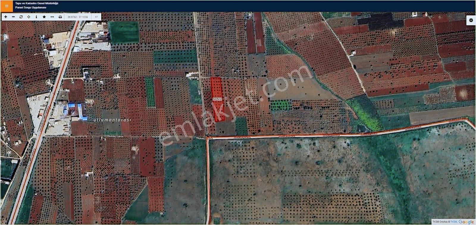 Hadi Gayrimenkulden Gümrük Yoluna Yakın Leylitte Satılık Zeytin - Görsel 2