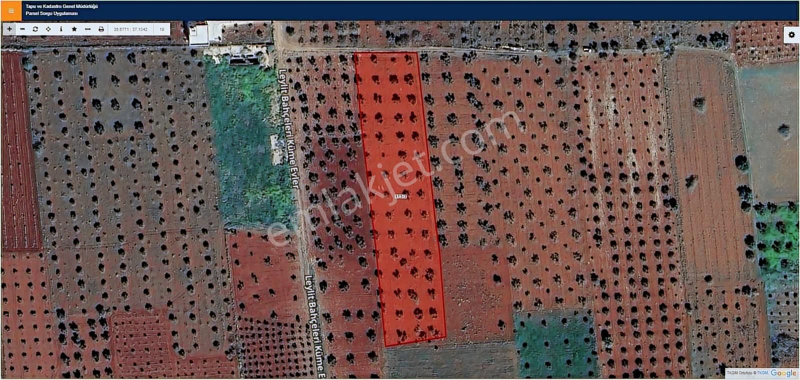 Hadi Gayrimenkulden Gümrük Yoluna Yakın Leylitte Satılık Zeytin