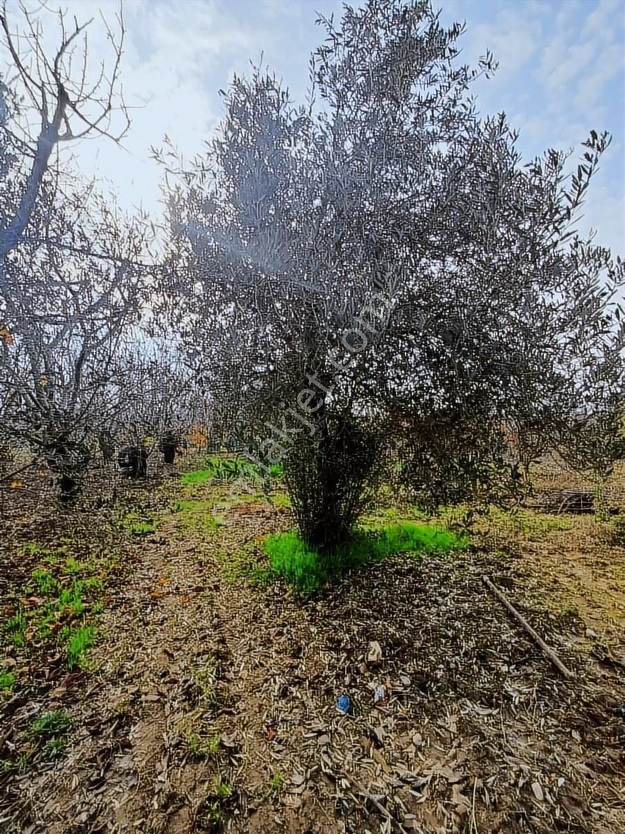 Binax Bakırçay Satılık Tarla Sütçüler Anayol Yakın 15.000 M2 - Görsel 27