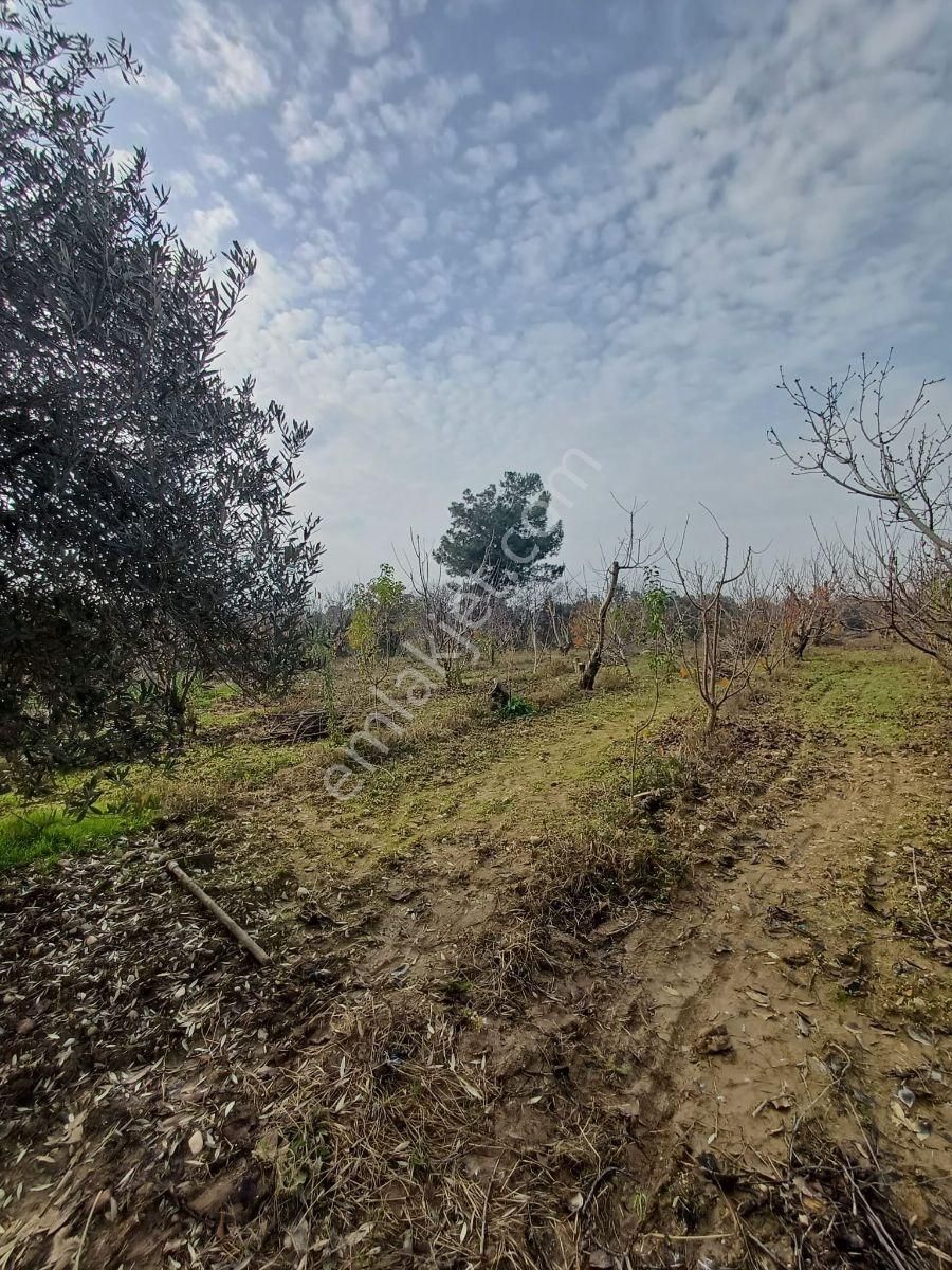 Binax Bakırçay Satılık Tarla Sütçüler Anayol Yakın 15.000 M2 - Görsel 3