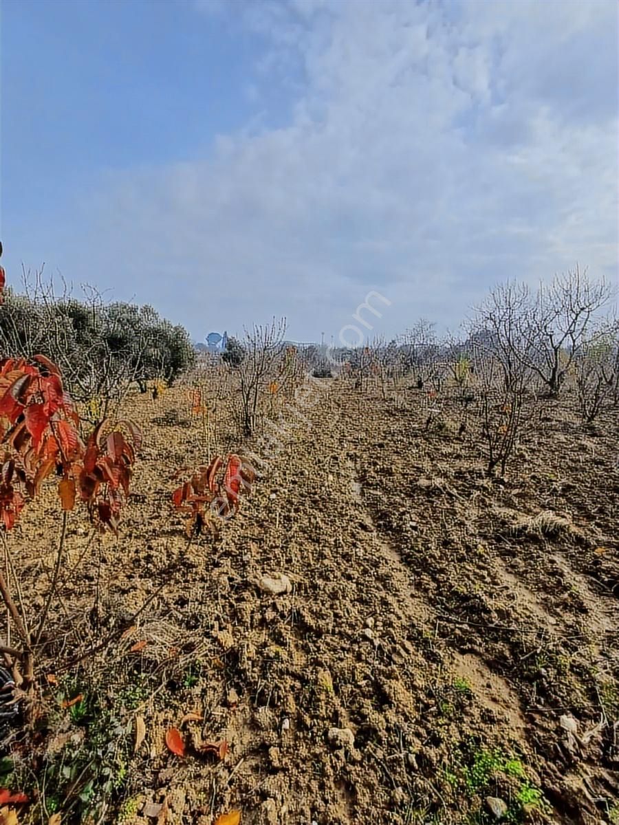 Binax Bakırçay Satılık Tarla Sütçüler Anayol Yakın 15.000 M2 - Görsel 15