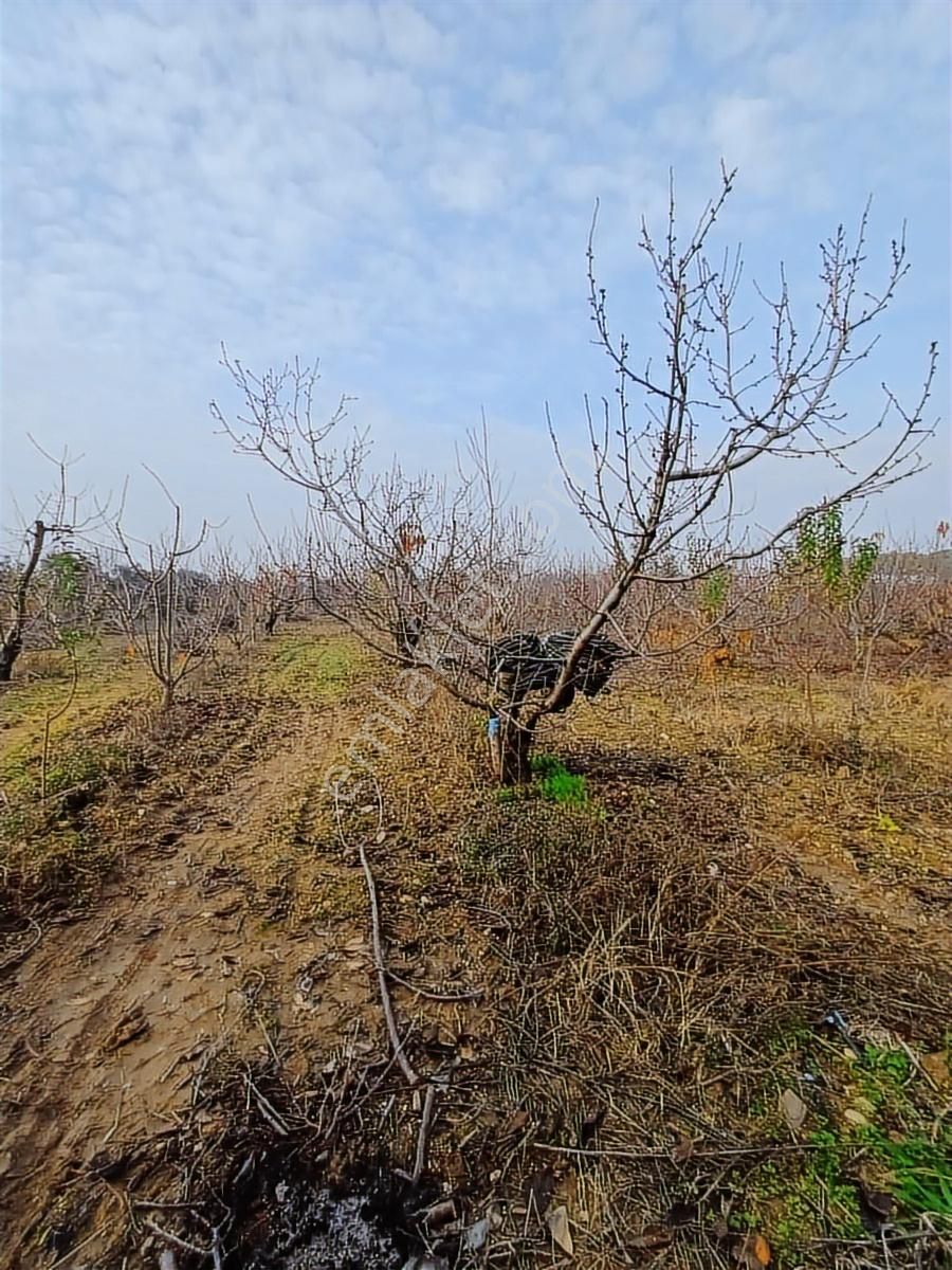 Binax Bakırçay Satılık Tarla Sütçüler Anayol Yakın 15.000 M2 - Görsel 20