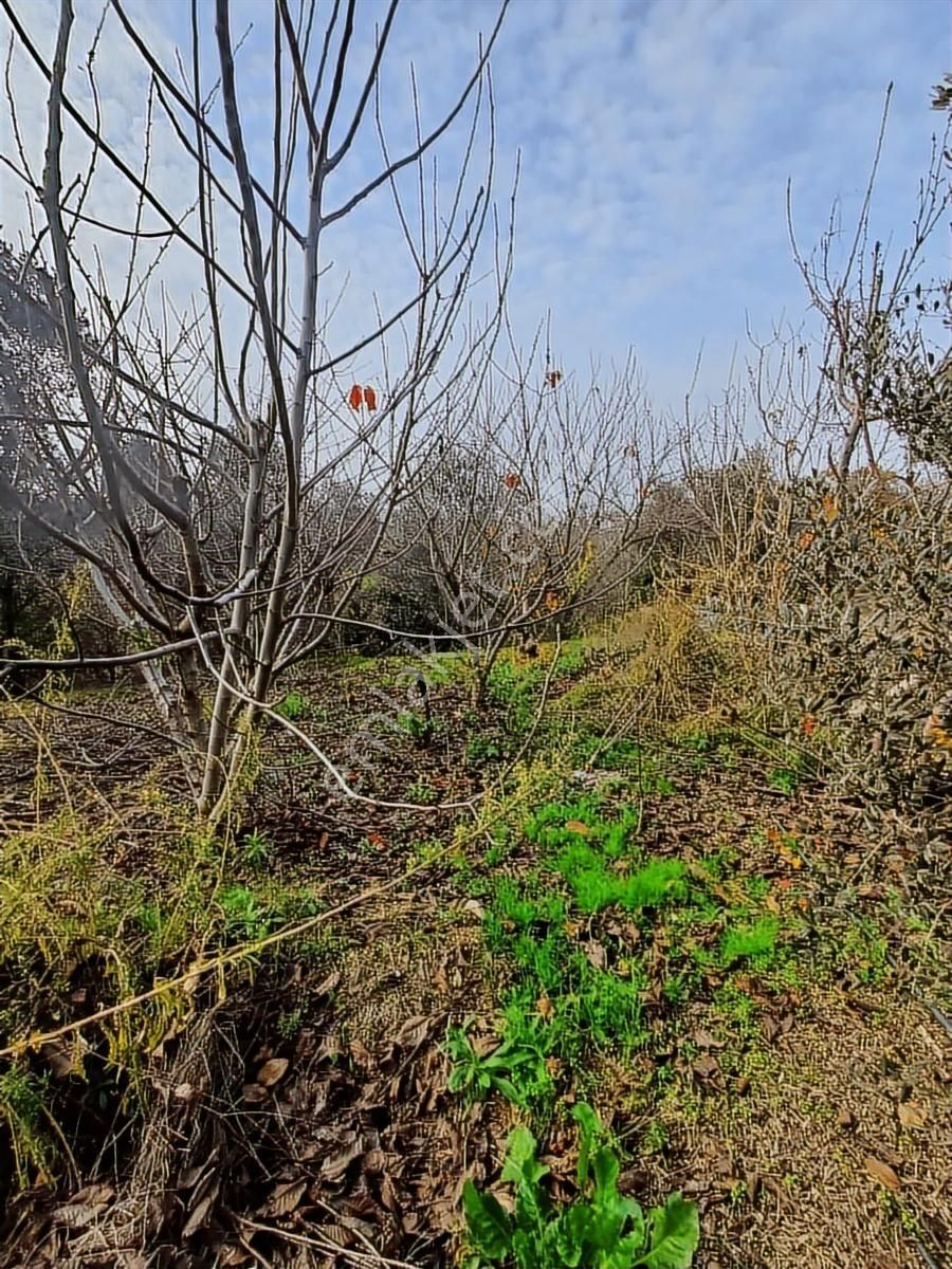 Binax Bakırçay Satılık Tarla Sütçüler Anayol Yakın 15.000 M2 - Görsel 21
