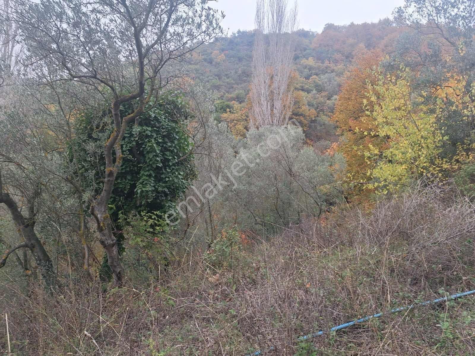 Berkay Emlaktan:orhangazi Çakırlı Mahallesi Satılık Bahçe - Görsel 6