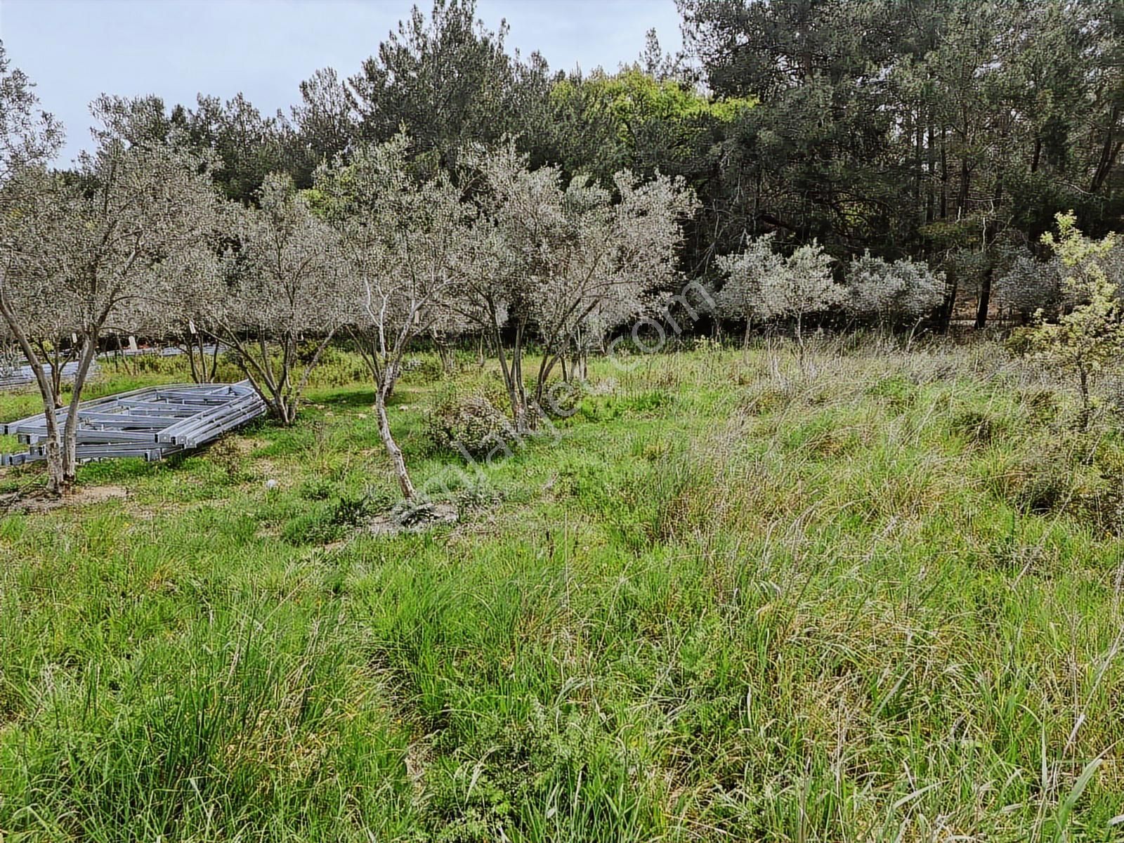 Özdere Kalemlik İçinde İmarsız Satılık Arsa 343mt - Görsel 6