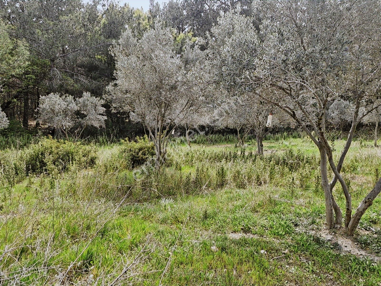 Özdere Kalemlik İçinde İmarsız Satılık Arsa 343mt - Görsel 4