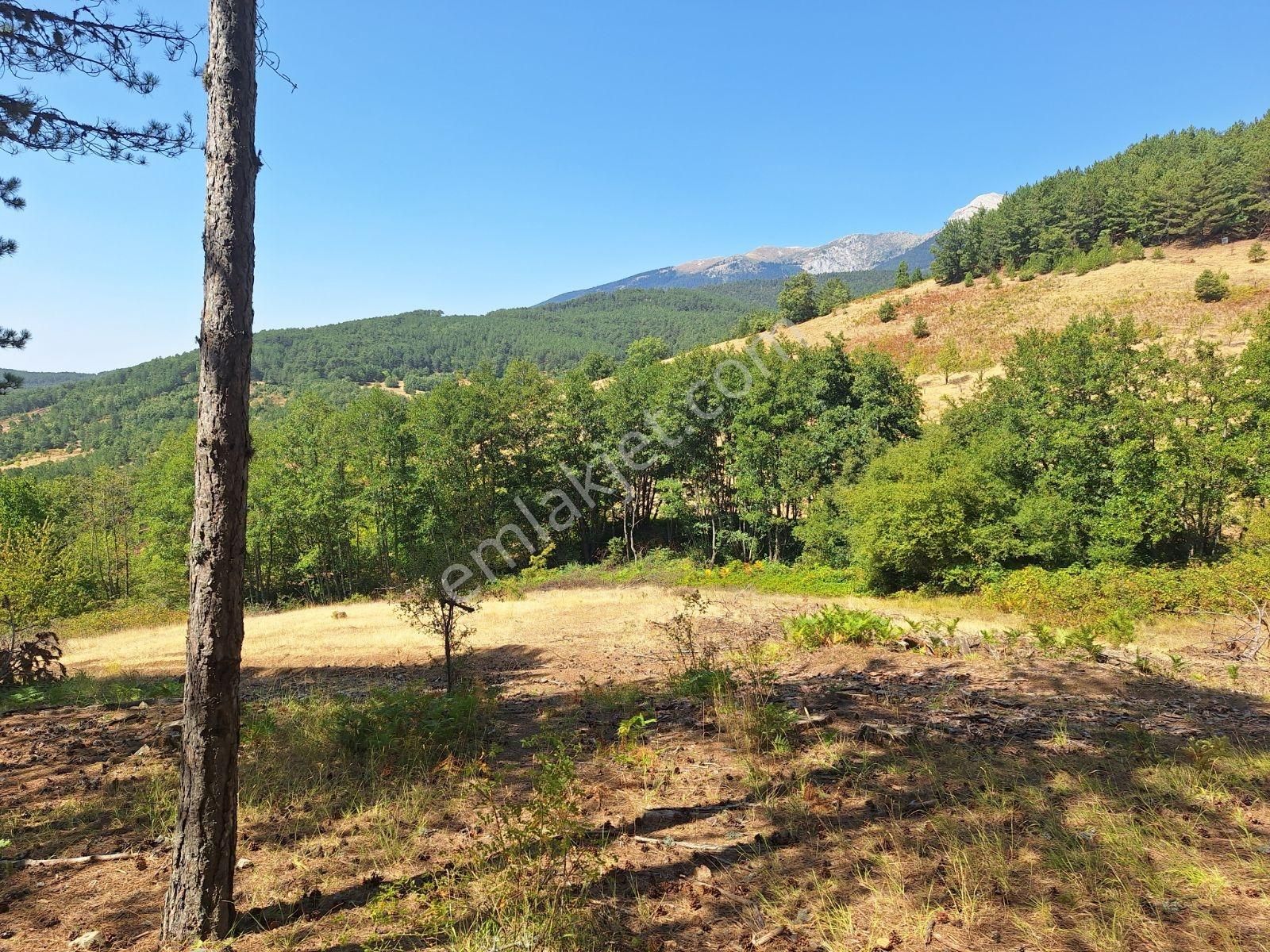 Berkay Emlaktan Satılık Tarla Güneybudaklar - Görsel 19