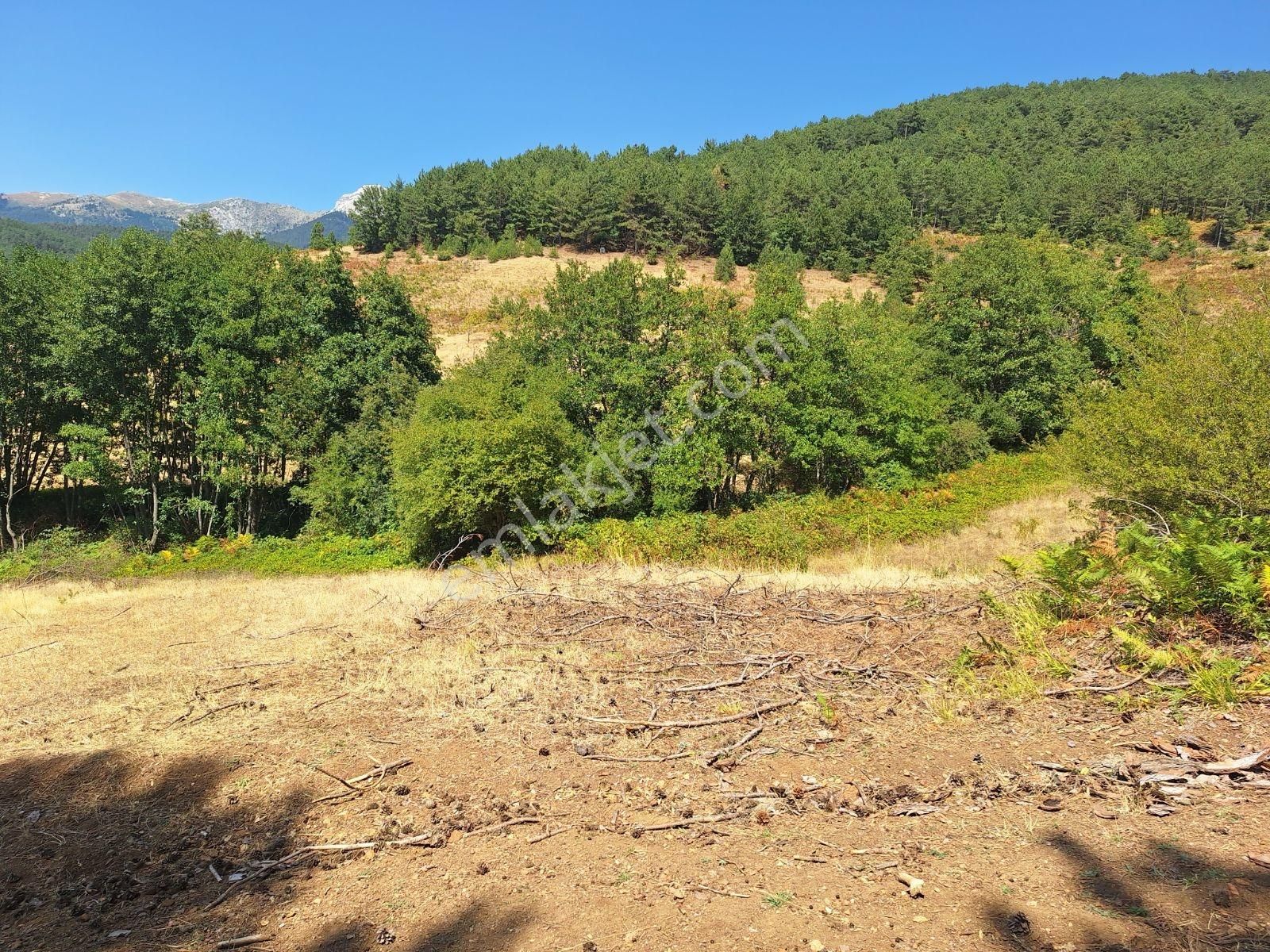 Berkay Emlaktan Satılık Tarla Güneybudaklar - Görsel 12