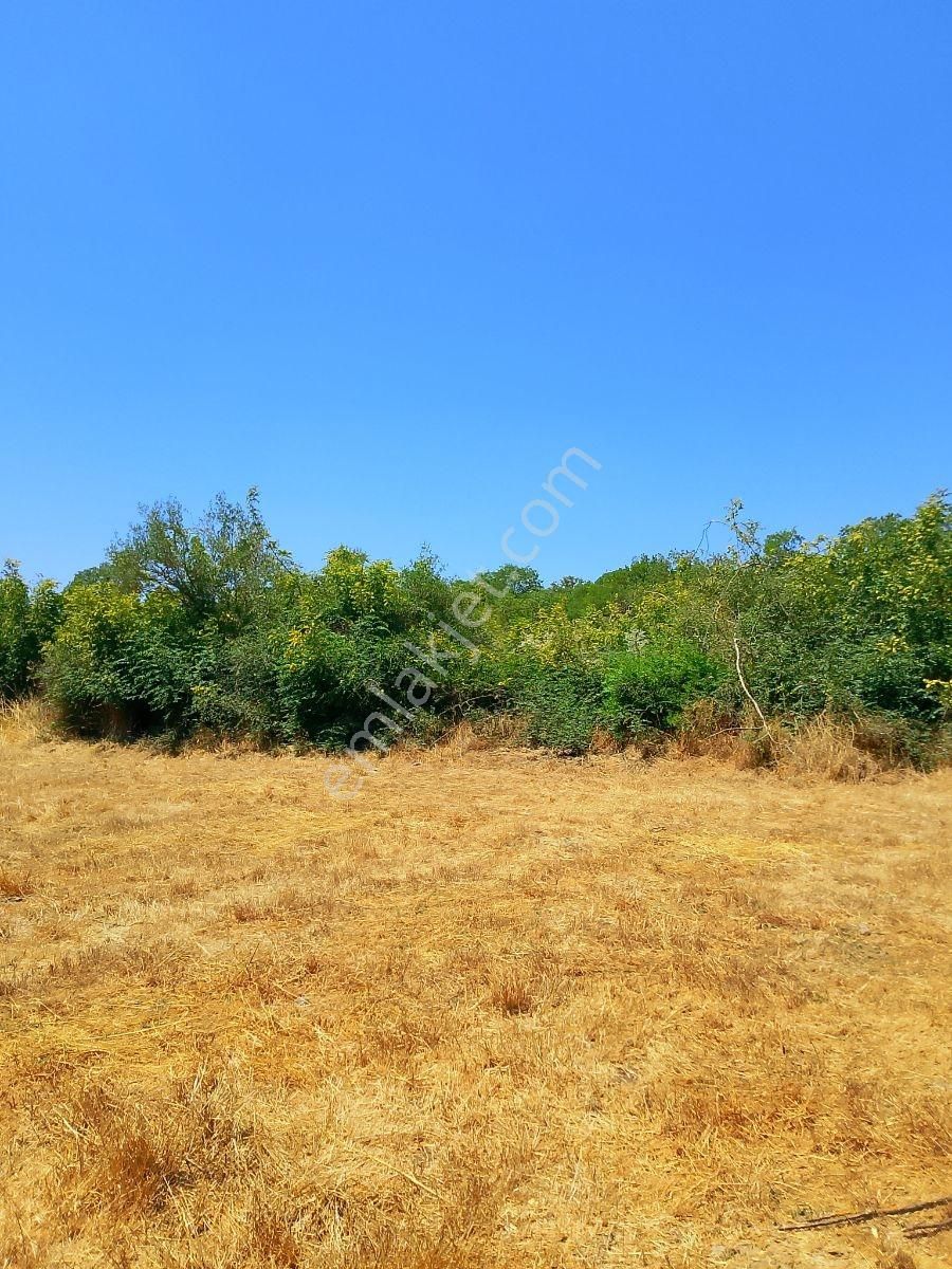 Rota Karesi Den Hobi Bahçelik ***araç Takasına Uygun*** - Görsel 28